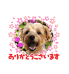 リッキー（垂れ耳でかヨーキー）（個別スタンプ：1）