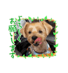 リッキー（垂れ耳でかヨーキー）（個別スタンプ：3）