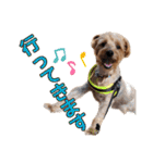 リッキー（垂れ耳でかヨーキー）（個別スタンプ：5）