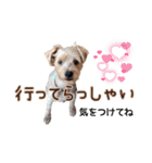 リッキー（垂れ耳でかヨーキー）（個別スタンプ：6）