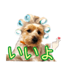 リッキー（垂れ耳でかヨーキー）（個別スタンプ：10）
