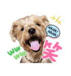 リッキー（垂れ耳でかヨーキー）（個別スタンプ：13）