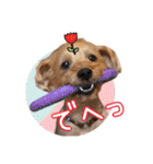 リッキー（垂れ耳でかヨーキー）（個別スタンプ：14）