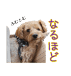 リッキー（垂れ耳でかヨーキー）（個別スタンプ：15）