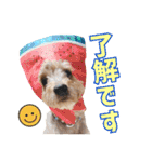 リッキー（垂れ耳でかヨーキー）（個別スタンプ：16）