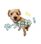 リッキー（垂れ耳でかヨーキー）（個別スタンプ：17）