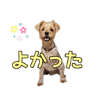 リッキー（垂れ耳でかヨーキー）（個別スタンプ：18）
