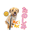 リッキー（垂れ耳でかヨーキー）（個別スタンプ：19）