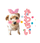 リッキー（垂れ耳でかヨーキー）（個別スタンプ：20）