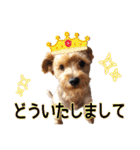 リッキー（垂れ耳でかヨーキー）（個別スタンプ：21）