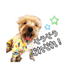 リッキー（垂れ耳でかヨーキー）（個別スタンプ：22）