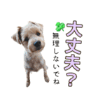 リッキー（垂れ耳でかヨーキー）（個別スタンプ：23）