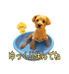 リッキー（垂れ耳でかヨーキー）（個別スタンプ：25）