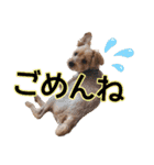 リッキー（垂れ耳でかヨーキー）（個別スタンプ：30）