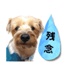 リッキー（垂れ耳でかヨーキー）（個別スタンプ：33）