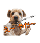 リッキー（垂れ耳でかヨーキー）（個別スタンプ：35）