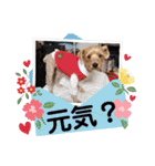 リッキー（垂れ耳でかヨーキー）（個別スタンプ：37）