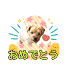 リッキー（垂れ耳でかヨーキー）（個別スタンプ：38）