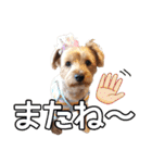 リッキー（垂れ耳でかヨーキー）（個別スタンプ：39）