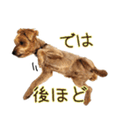 リッキー（垂れ耳でかヨーキー）（個別スタンプ：40）