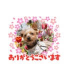 むぎ（ヨーキー）（個別スタンプ：1）