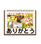 むぎ（ヨーキー）（個別スタンプ：2）
