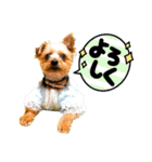 むぎ（ヨーキー）（個別スタンプ：4）