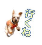 むぎ（ヨーキー）（個別スタンプ：7）