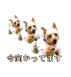 むぎ（ヨーキー）（個別スタンプ：8）