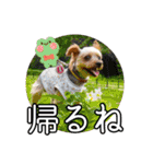 むぎ（ヨーキー）（個別スタンプ：11）