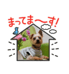 むぎ（ヨーキー）（個別スタンプ：12）