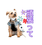 むぎ（ヨーキー）（個別スタンプ：15）
