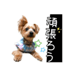 むぎ（ヨーキー）（個別スタンプ：16）