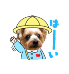 むぎ（ヨーキー）（個別スタンプ：18）