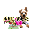 むぎ（ヨーキー）（個別スタンプ：20）