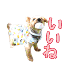 むぎ（ヨーキー）（個別スタンプ：22）