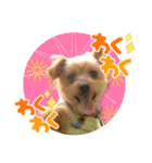 むぎ（ヨーキー）（個別スタンプ：24）