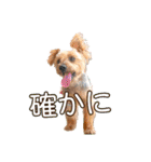 むぎ（ヨーキー）（個別スタンプ：31）