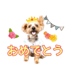 むぎ（ヨーキー）（個別スタンプ：32）