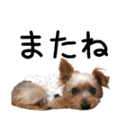 むぎ（ヨーキー）（個別スタンプ：39）