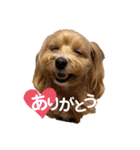 きなこなまいにち（個別スタンプ：7）