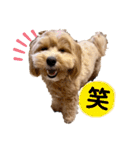 きなこなまいにち（個別スタンプ：10）