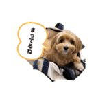 きなこなまいにち（個別スタンプ：13）