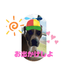 ピットボクサー レオン（個別スタンプ：16）