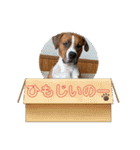 ピットボクサー レオン（個別スタンプ：20）