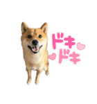 豆柴ハル❷（個別スタンプ：5）