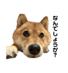 豆柴ハル❷（個別スタンプ：10）