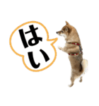 豆柴ハル❷（個別スタンプ：29）