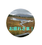 kinko 秋バージョン2（個別スタンプ：11）