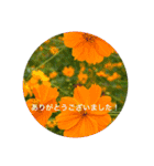 kinko 秋バージョン2（個別スタンプ：15）